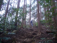 檜と杉林の登山道