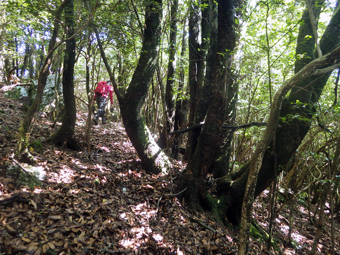 写真をクリックで拡大します