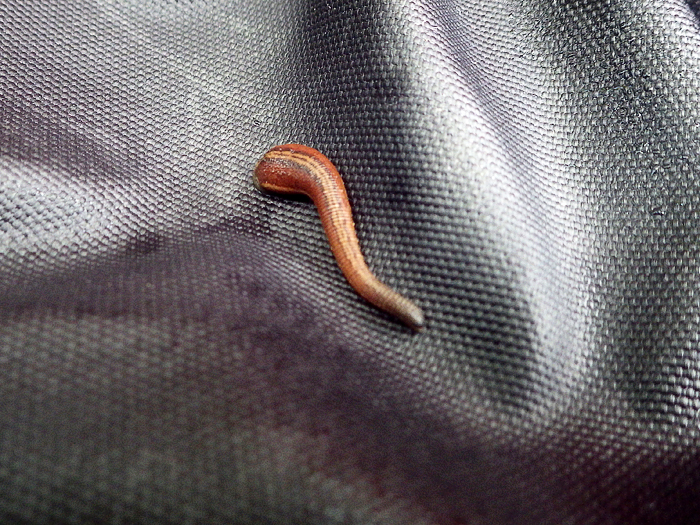 写真をクリックで拡大します