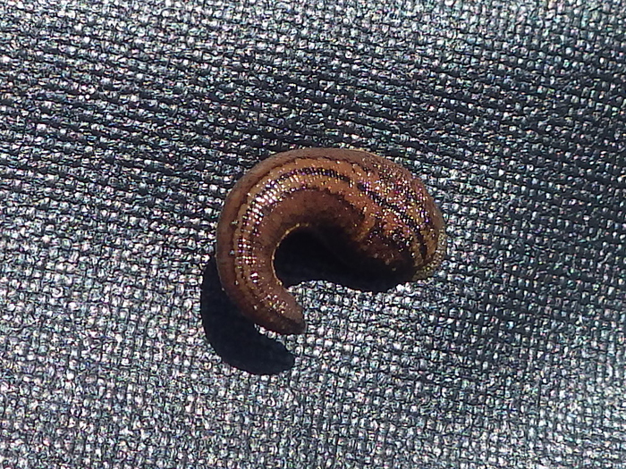 写真をクリックで拡大します