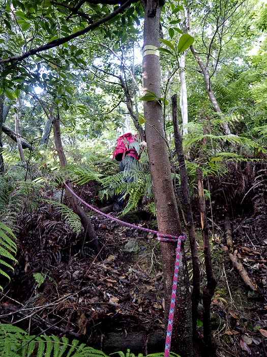 写真をクリックで拡大します
