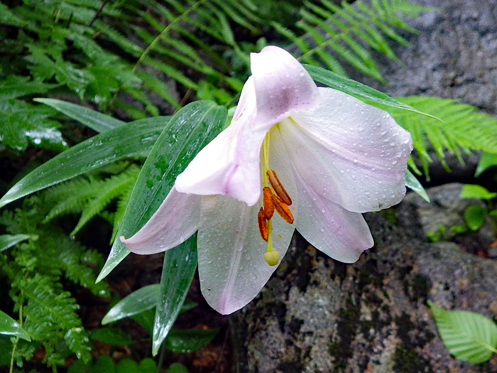 写真をクリックで拡大します