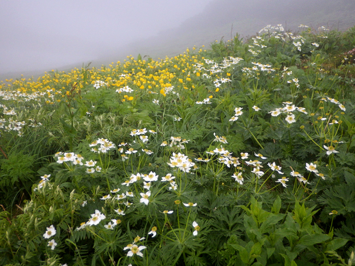 写真をクリックで拡大します