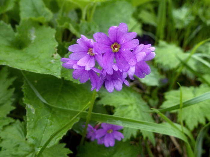 写真をクリックで拡大します