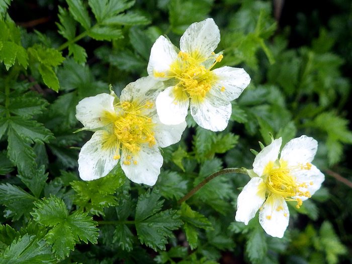 写真をクリックで拡大します