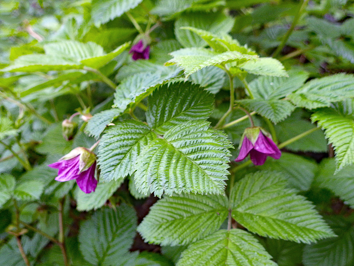 写真をクリックで拡大します