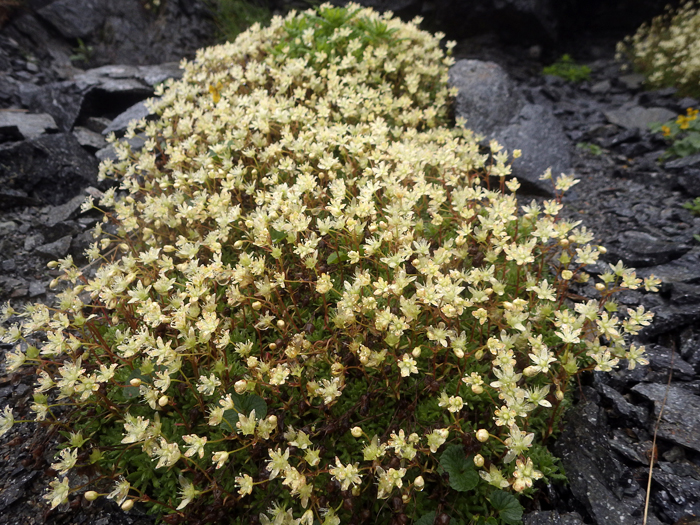 写真をクリックで拡大します