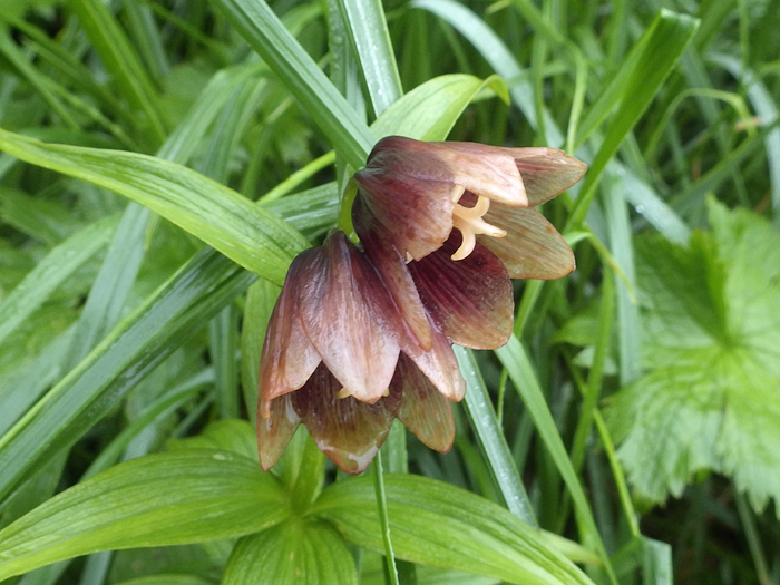 写真をクリックで拡大します