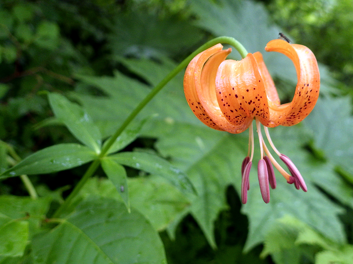 写真をクリックで拡大します