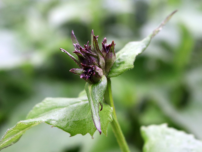 写真をクリックで拡大します