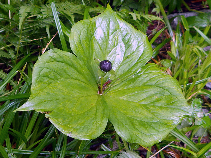 写真をクリックで拡大します