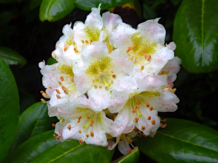 写真をクリックで拡大します