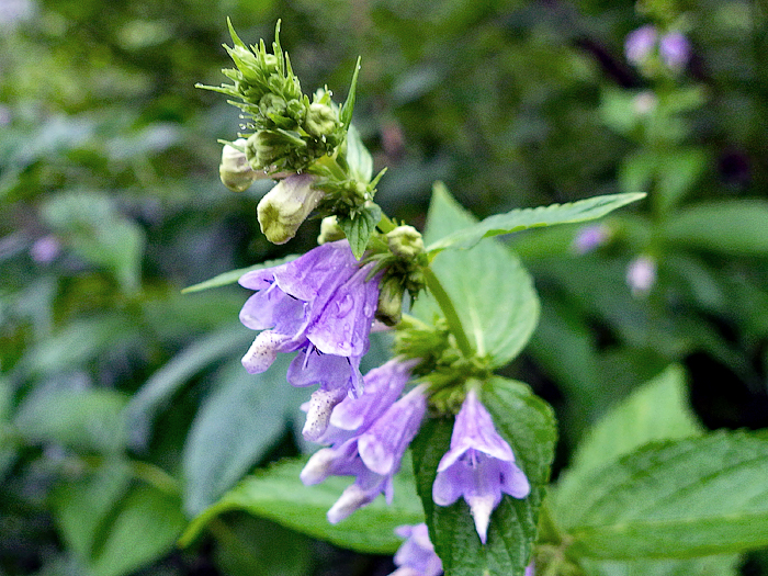 写真をクリックで拡大します