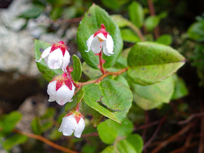 写真をクリックで拡大します