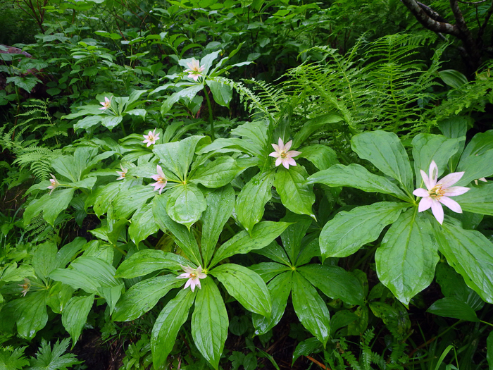 写真をクリックで拡大します