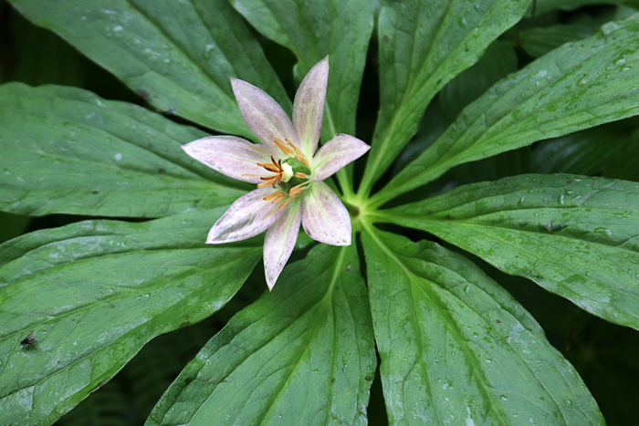 写真をクリックで拡大します