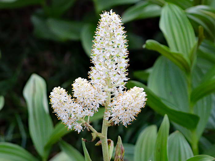 写真をクリックで拡大します