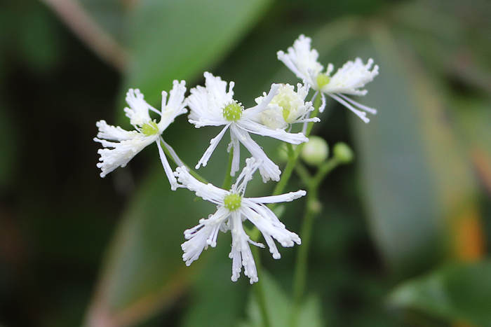 写真をクリックで拡大します