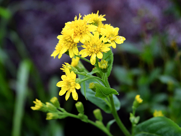 写真をクリックで拡大します