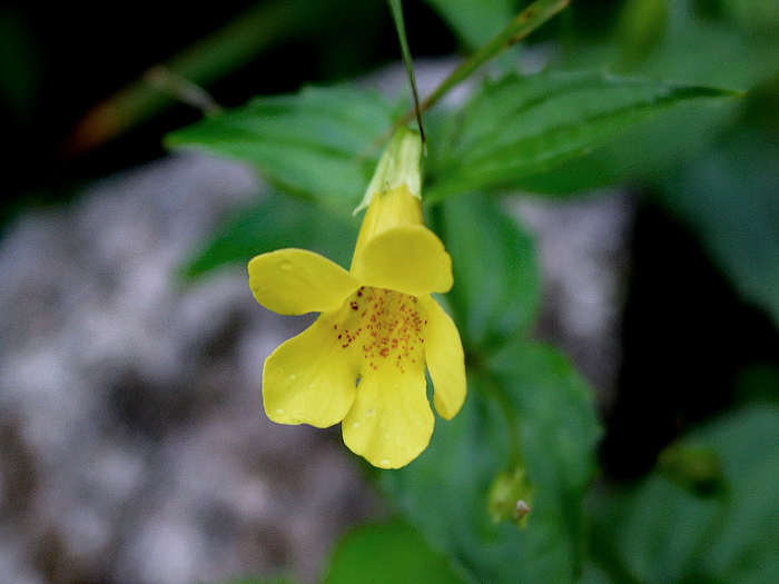 写真をクリックで拡大します