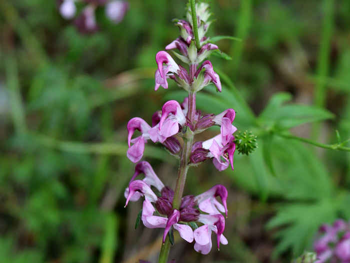写真をクリックで拡大します