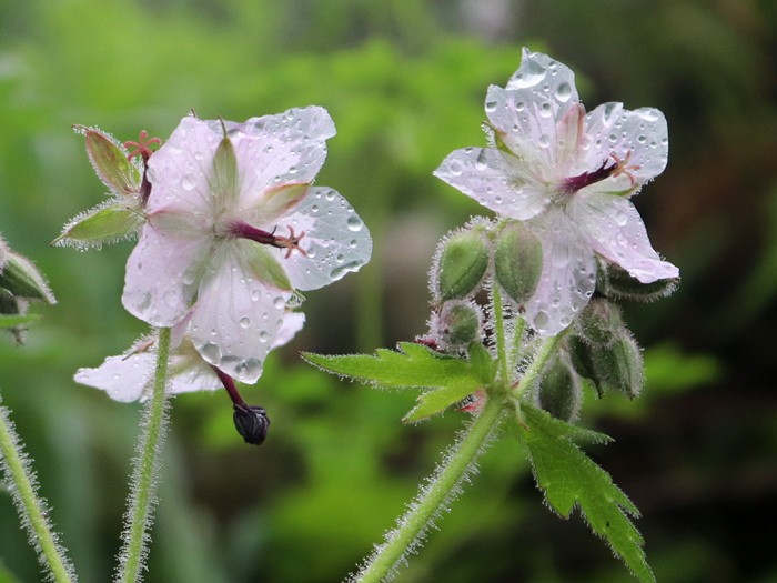 写真をクリックで拡大します