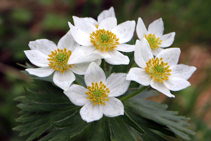 写真をクリックで拡大します