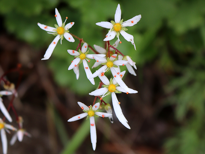 写真をクリックで拡大します