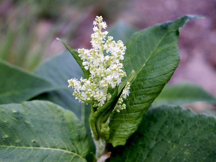 写真をクリックで拡大します