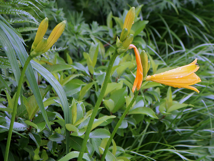 写真をクリックで拡大します