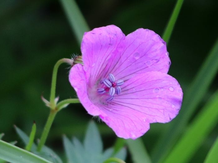 写真をクリックで拡大します