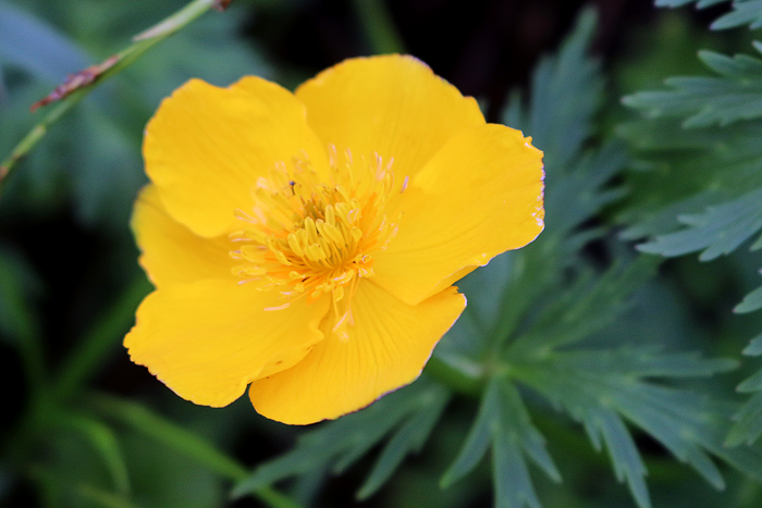 写真をクリックで拡大します