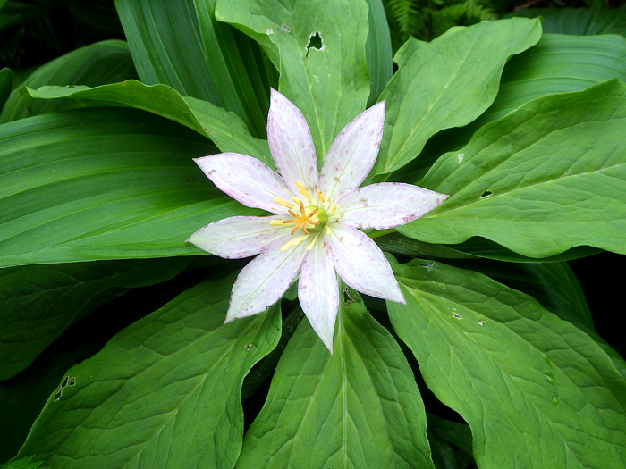 写真をクリックで拡大します