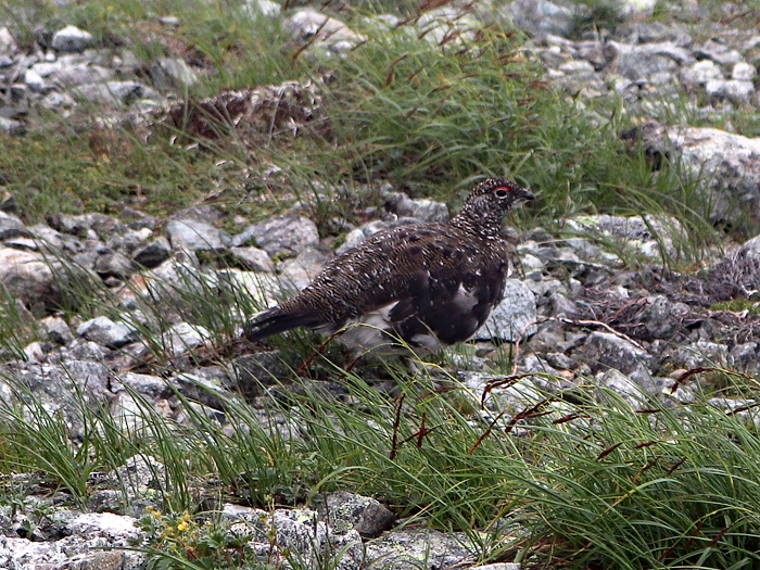 写真をクリックで拡大します