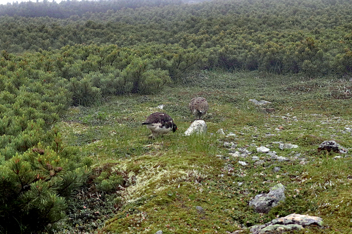 写真をクリックで拡大します