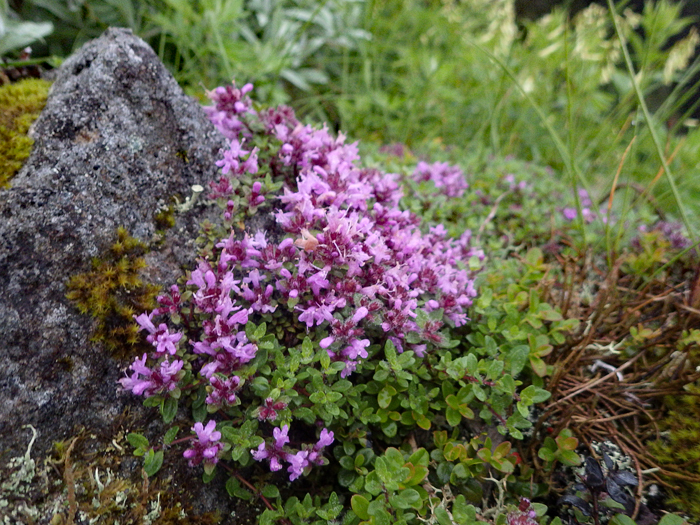 写真をクリックで拡大します